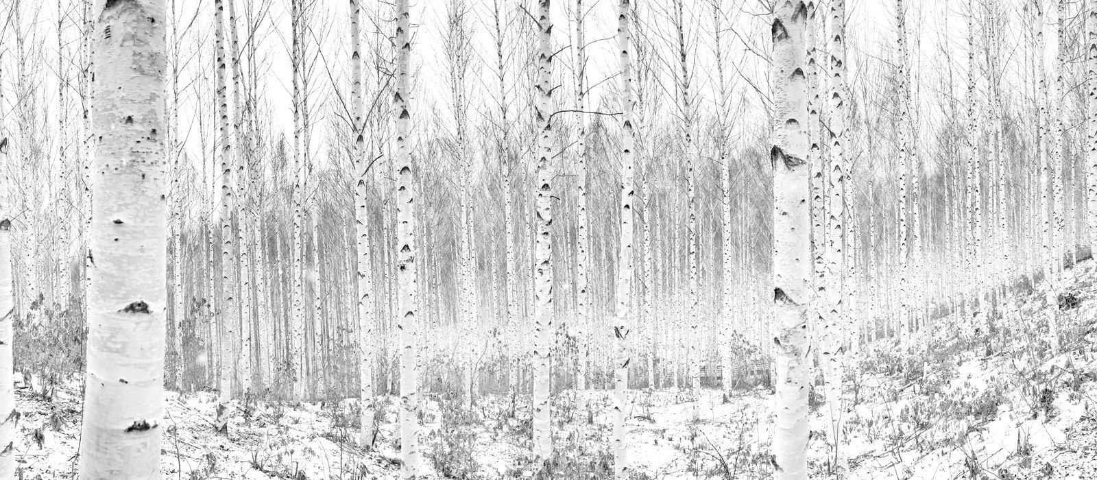 Bosco di betulle, origine di Autentica Fibra di Legno Beltrami
