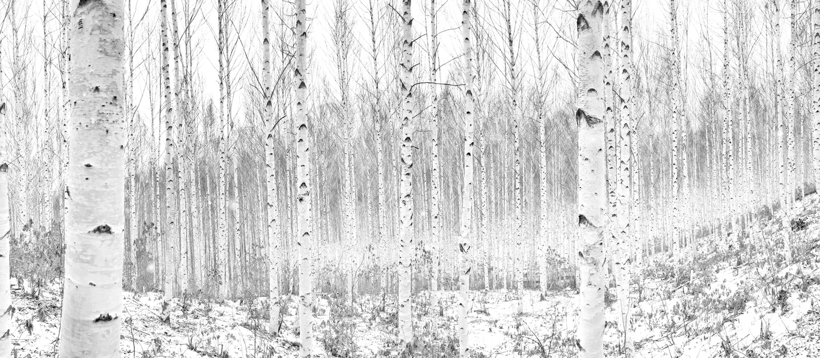 Bosco di betulle, origine di Autentica Fibra di Legno Beltrami