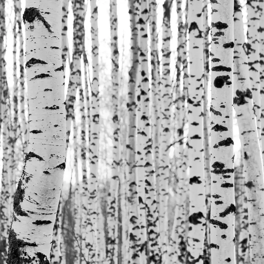 Dettaglio ravvicinato di una foresta di betulle