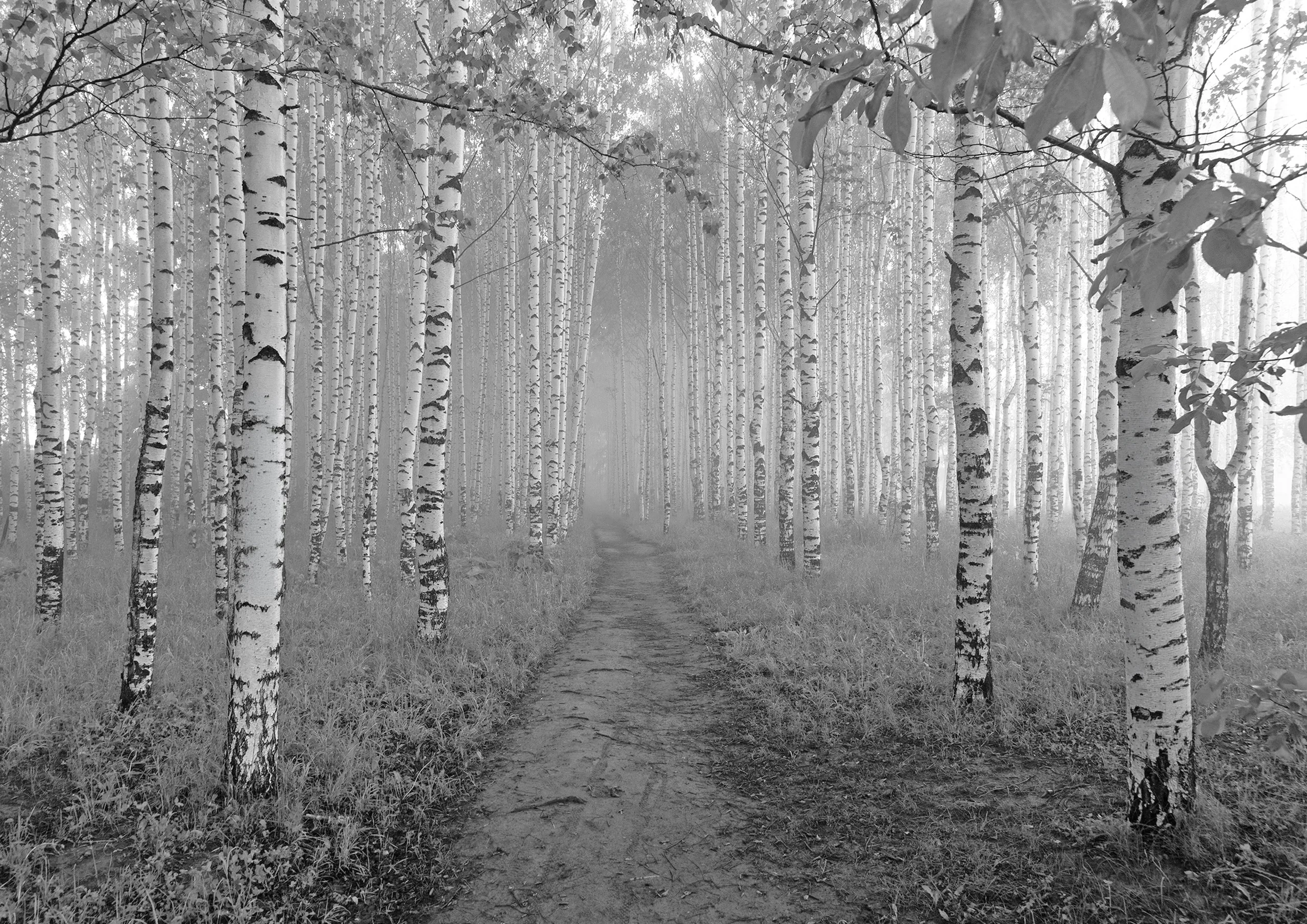 Foresta di betulle, origine naturale del materiale